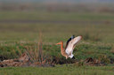 BUITEN BEELD Foto: 29493