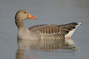 BUITEN BEELD Foto: 29494