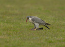 BUITEN BEELD Foto: 29497