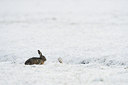 BUITEN BEELD Foto: 29499