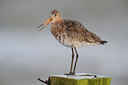 BUITEN BEELD Foto: 29508
