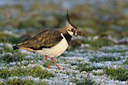 BUITEN BEELD Foto: 29509