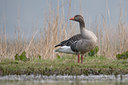 BUITEN BEELD Foto: 29532