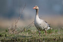 BUITEN BEELD Foto: 29534