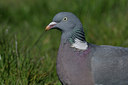 BUITEN BEELD Foto: 29552