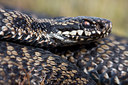 BUITEN BEELD Foto: 29568