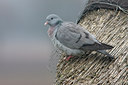 BUITEN BEELD Foto: 29574