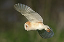 BUITEN BEELD Foto: 29651