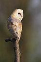 BUITEN BEELD Foto: 29668
