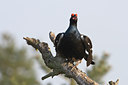 BUITEN BEELD Foto: 29679