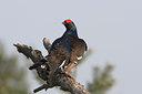 BUITEN BEELD Foto: 29680