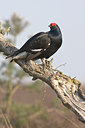 BUITEN BEELD Foto: 29683