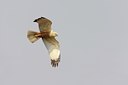 BUITEN BEELD Foto: 29703