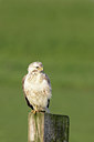 BUITEN BEELD Foto: 29706