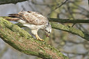 BUITEN BEELD Foto: 29708