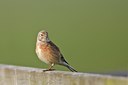 BUITEN BEELD Foto: 29720