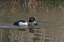 BUITEN BEELD Foto: 29721