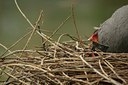 BUITEN BEELD Foto: 29788