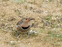 BUITEN BEELD Foto: 29796