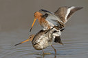 BUITEN BEELD Foto: 29827