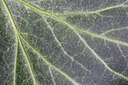 BUITEN BEELD Foto: 29847