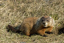 BUITEN BEELD Foto: 29869