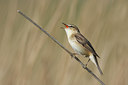 BUITEN BEELD Foto: 29880