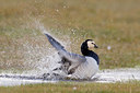 BUITEN BEELD Foto: 29886