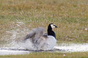 BUITEN BEELD Foto: 29887