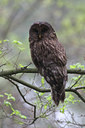 BUITEN BEELD Foto: 29906