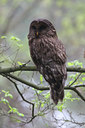 BUITEN BEELD Foto: 29907
