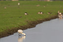 BUITEN BEELD Foto: 29922