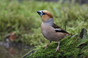 BUITEN BEELD Foto: 29928