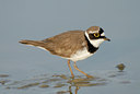 BUITEN BEELD Foto: 29976