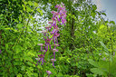 BUITEN BEELD Foto: 299134