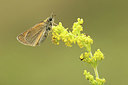 BUITEN BEELD Foto: 299312