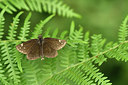 BUITEN BEELD Foto: 299338