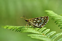 BUITEN BEELD Foto: 299343