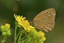 BUITEN BEELD Foto: 299348