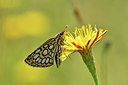 BUITEN BEELD Foto: 299361