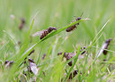 BUITEN BEELD Foto: 299555