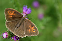 BUITEN BEELD Foto: 299574