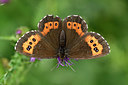 BUITEN BEELD Foto: 299579