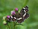 BUITEN BEELD Foto: 299582