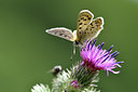 BUITEN BEELD Foto: 299594
