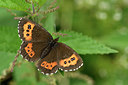 BUITEN BEELD Foto: 299597