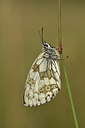 BUITEN BEELD Foto: 299602
