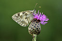 BUITEN BEELD Foto: 299606