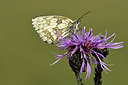 BUITEN BEELD Foto: 299609