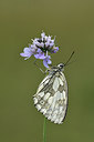 BUITEN BEELD Foto: 299613